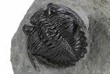 Detailed Hollardops Trilobite Fossil - Excellent Eyes #359502-3